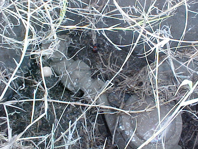 Female Black Widow with egg sac inside water meter compartment